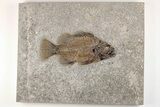 Stunning, Fossil Fish (Priscacara) - Green River Formation #203201-1